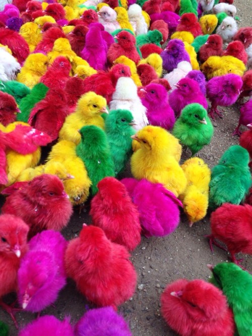 Chicks for sale in Northern Madurai