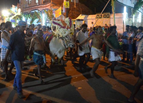 A Temple Cow Working the Crowd